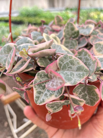 String of Hearts Variegated - Black Bamboo