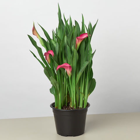 Calla Lily - Black Bamboo