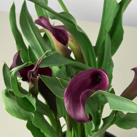 Calla Lily - Black Bamboo