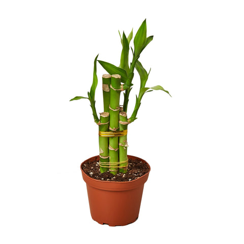 Dracaena 'Lucky Bamboo' - Black Bamboo