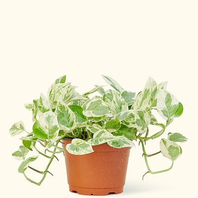 Pothos 'Pearls and Jade', Medium - Black Bamboo