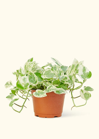 Pothos 'Pearls and Jade', Medium - Black Bamboo