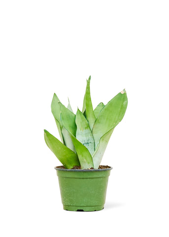 Moonshine Snake Plant - Black Bamboo