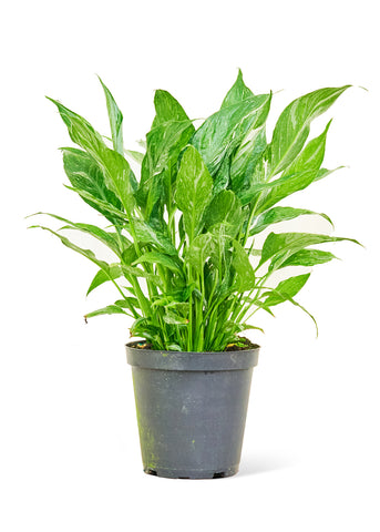 Variegated Peace Lily - Black Bamboo