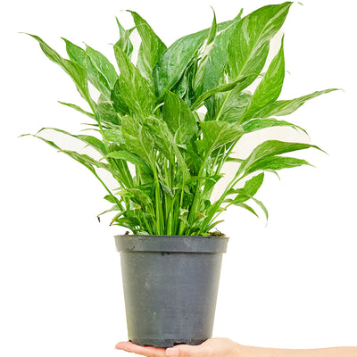 Variegated Peace Lily - Black Bamboo