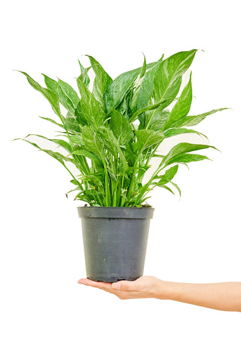 Variegated Peace Lily - Black Bamboo