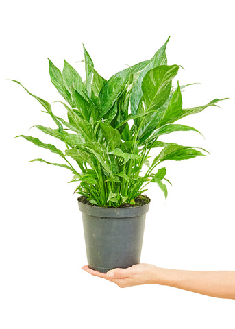 Variegated Peace Lily - Black Bamboo