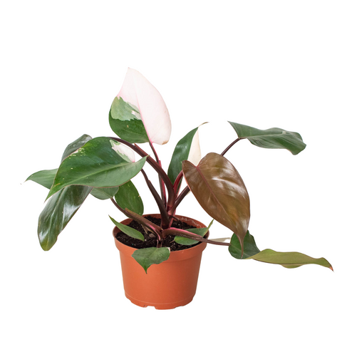 Philodendron 'Pink Princess' - Black Bamboo