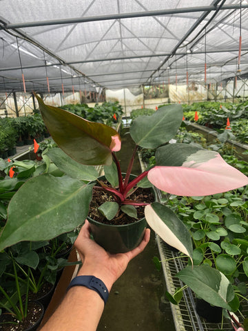 Philodendron 'Pink Princess' - Black Bamboo