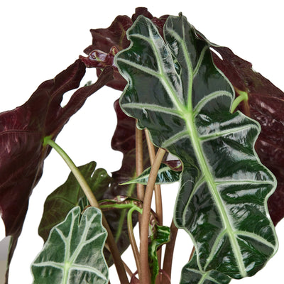 Alocasia Polly 'African Mask' - Black Bamboo