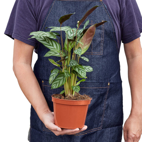 Calathea 'Grey Star' - 6" Pot - Black Bamboo