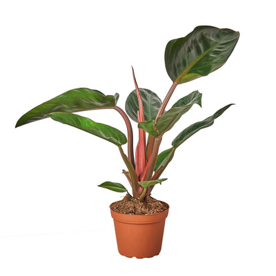 Philodendron 'Congo Rojo' - Black Bamboo