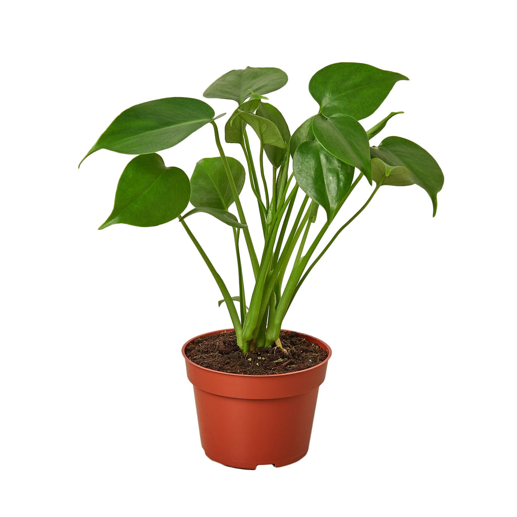 Philodendron Monstera Split-Leaf - Black Bamboo