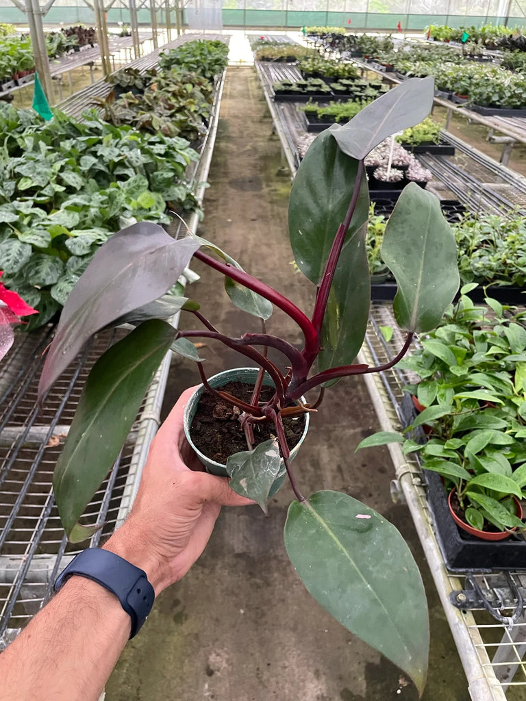 Philodendron 'Burgundy Princess' (Reverted Pink Princess) - B-Grade - Black Bamboo