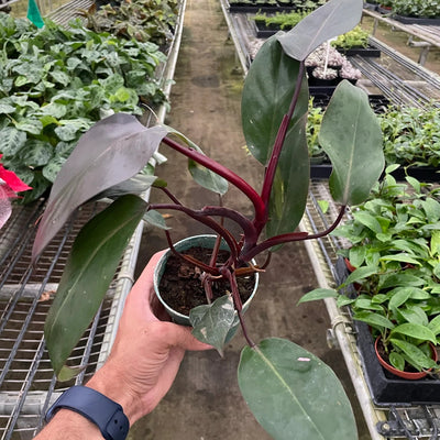 Philodendron 'Burgundy Princess' (Reverted Pink Princess) - B-Grade - Black Bamboo