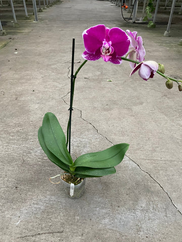 Orchid 'Purple Spotted Phalaenopsis' - Black Bamboo