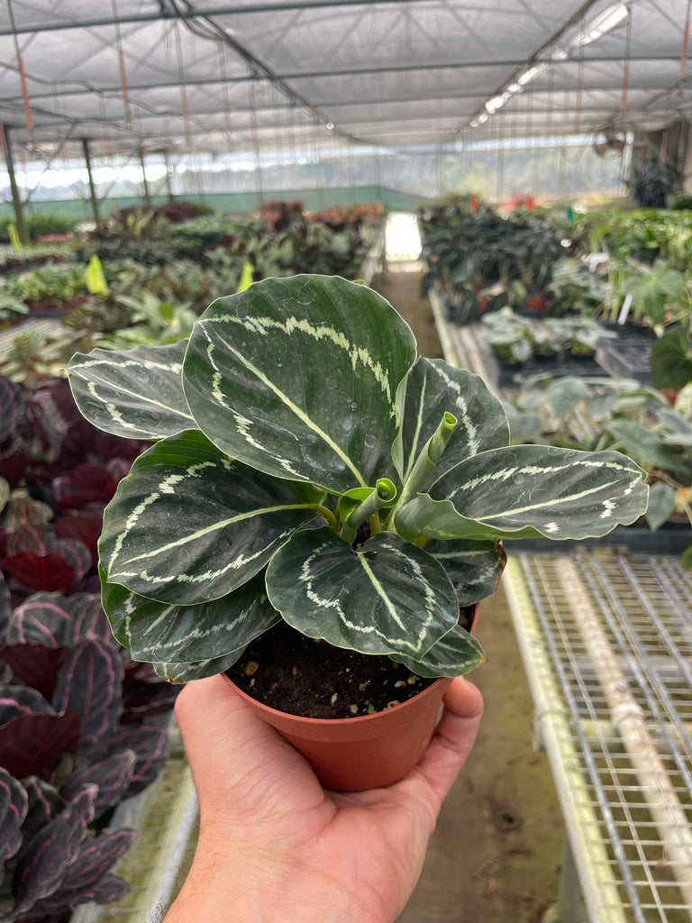 Calathea 'Green Goddess' - Black Bamboo