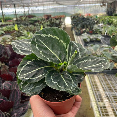 Calathea 'Green Goddess' - Black Bamboo