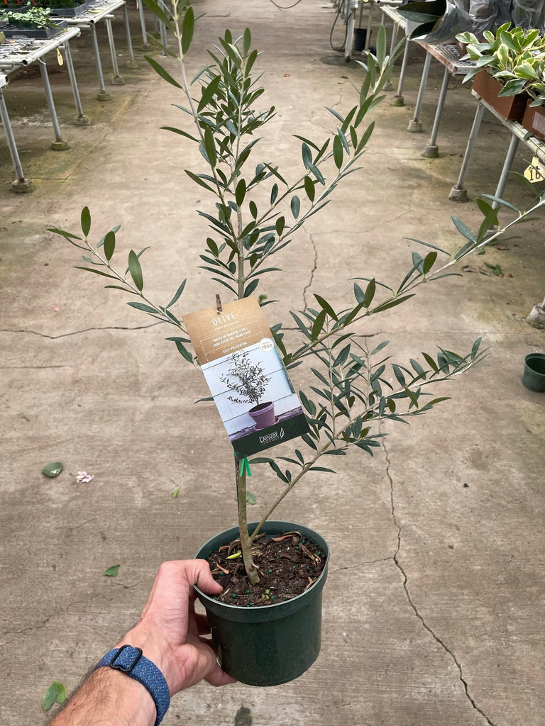 Common Olive Tree (Olea europaea) - Black Bamboo