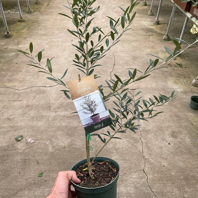 Common Olive Tree (Olea europaea) - Black Bamboo