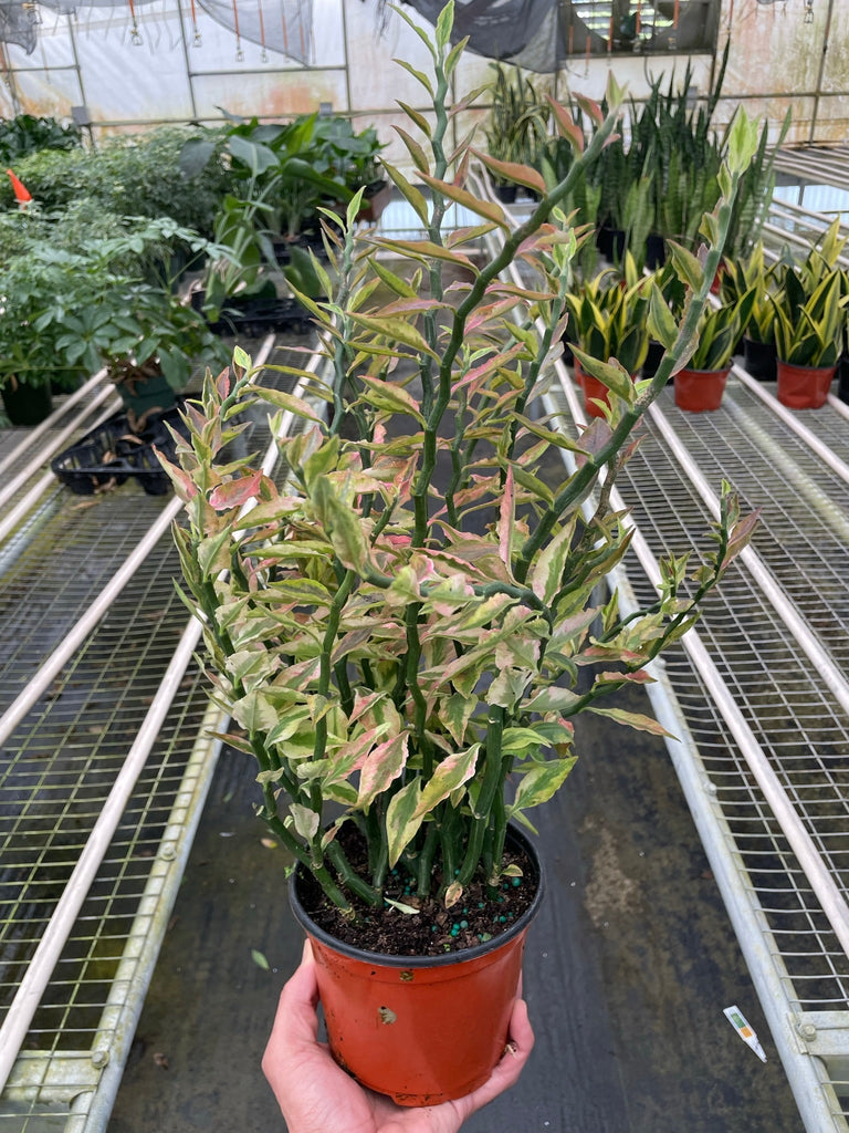 Variegated Devil's Backbone Euphorbia - Black Bamboo