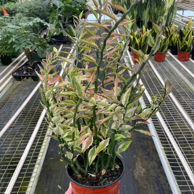 Variegated Devil's Backbone Euphorbia - Black Bamboo