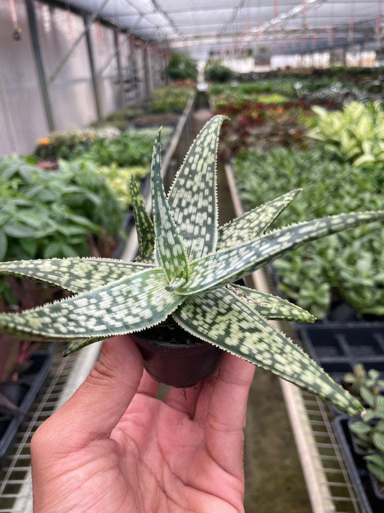 Aloe 'White Fox' - Black Bamboo