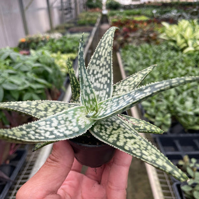 Aloe 'White Fox' - Black Bamboo