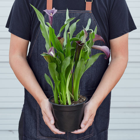 Calla Lily - Black Bamboo