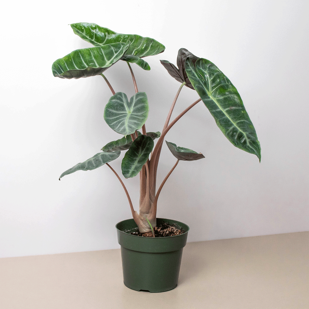 Alocasia Pink Dragon - Black Bamboo