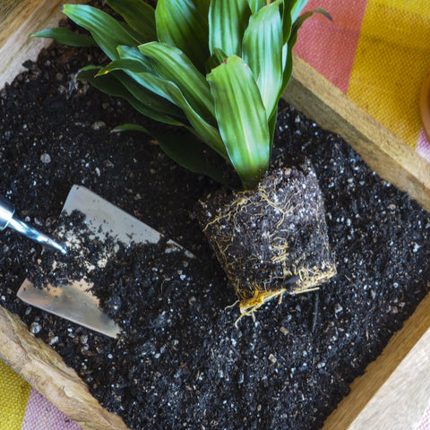 Indoor Plant Potting Soil - Puck - Black Bamboo