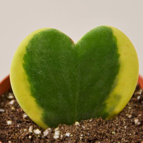 Hoya Sweetheart Variegated - 4" Terra Cotta Pot - Black Bamboo