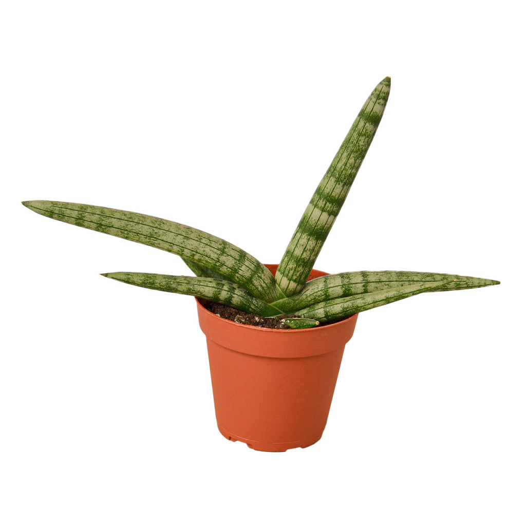 Snake Plant Starfish - Black Bamboo