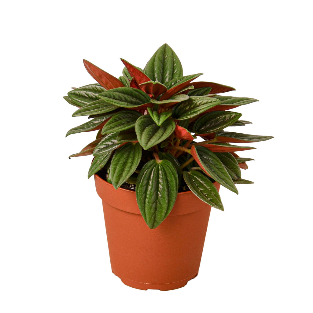 Peperomia Rosso - Black Bamboo