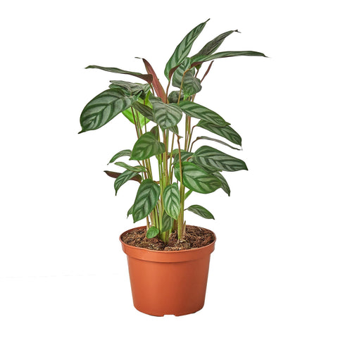 Calathea 'Grey Star' - 6" Pot - Black Bamboo