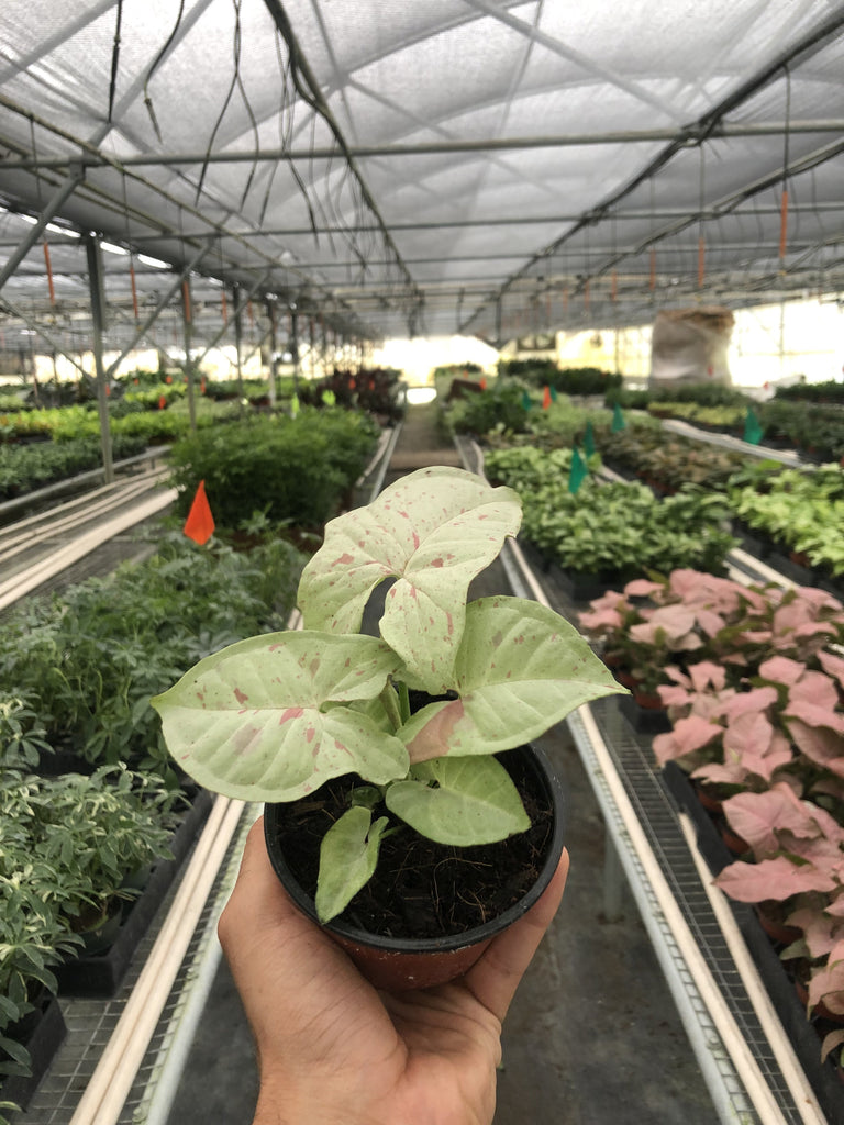 Syngonium 'Milk Confetti' - Black Bamboo