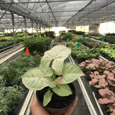 Syngonium 'Milk Confetti' - Black Bamboo