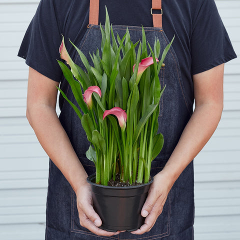 Calla Lily - Black Bamboo