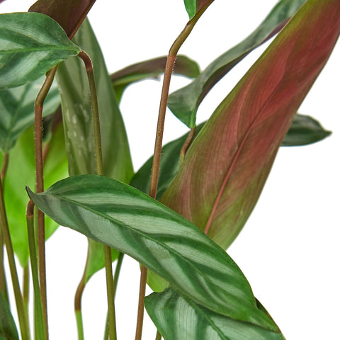 Calathea 'Grey Star' - 6" Pot - Black Bamboo